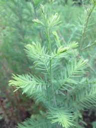 高80-130落羽杉小苗