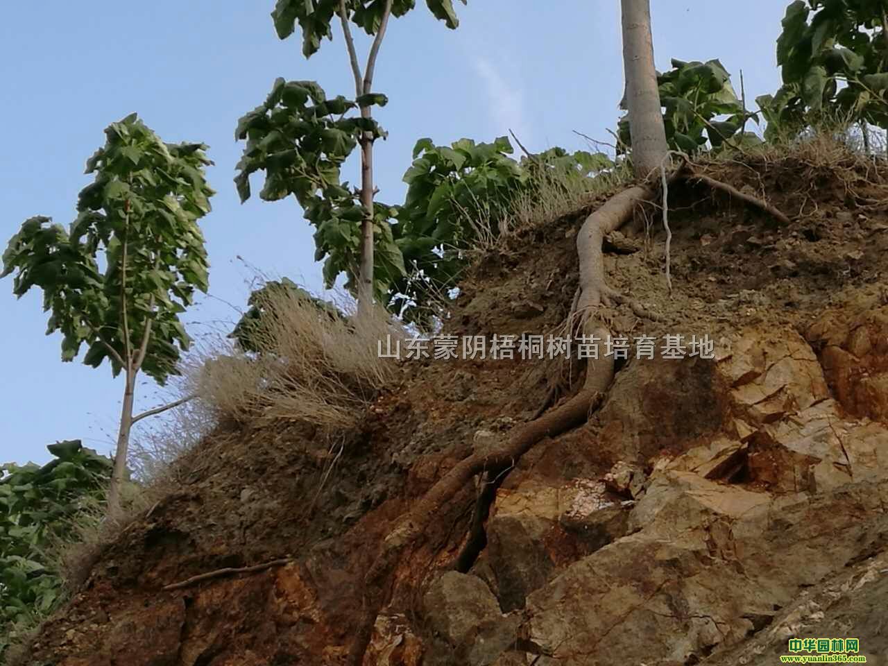 旱地梧桐、泡桐樹苗種植、蒙桐1號、泡桐培育、梧桐樹苗、梧桐苗