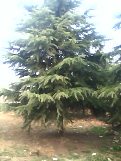 ѩɡ䡢Ȱءt~ѻռtľ