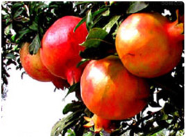 ʯ䡢ʯ䡢ʯ񡢴Ƥʯ