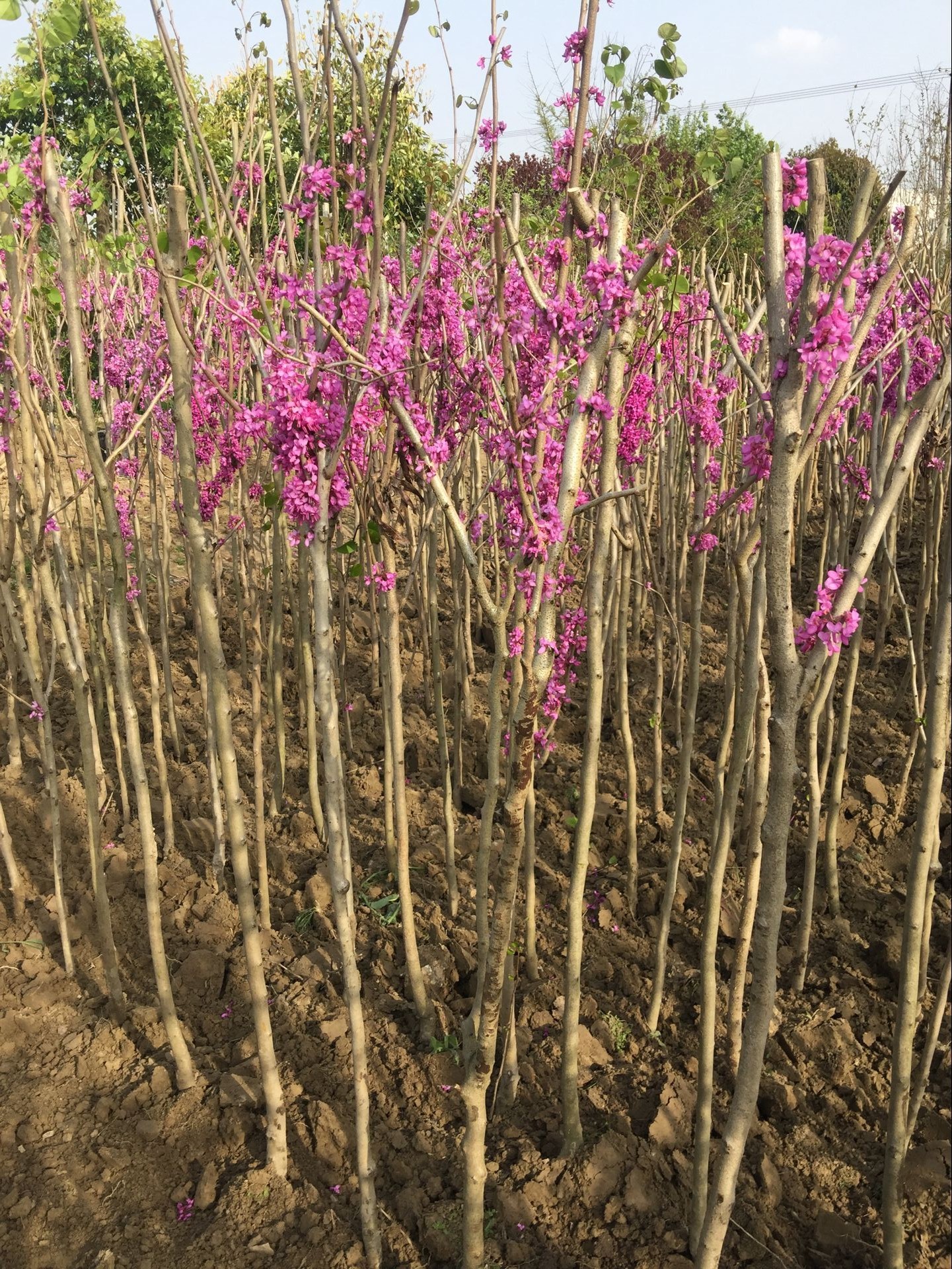 G𻨡ࡢ㙴D÷ޱyӡͩ