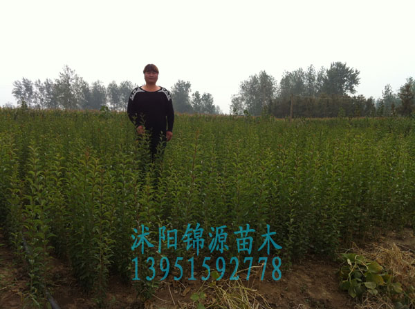 ߗUŮؑ硢硢Ϛg硢yľ