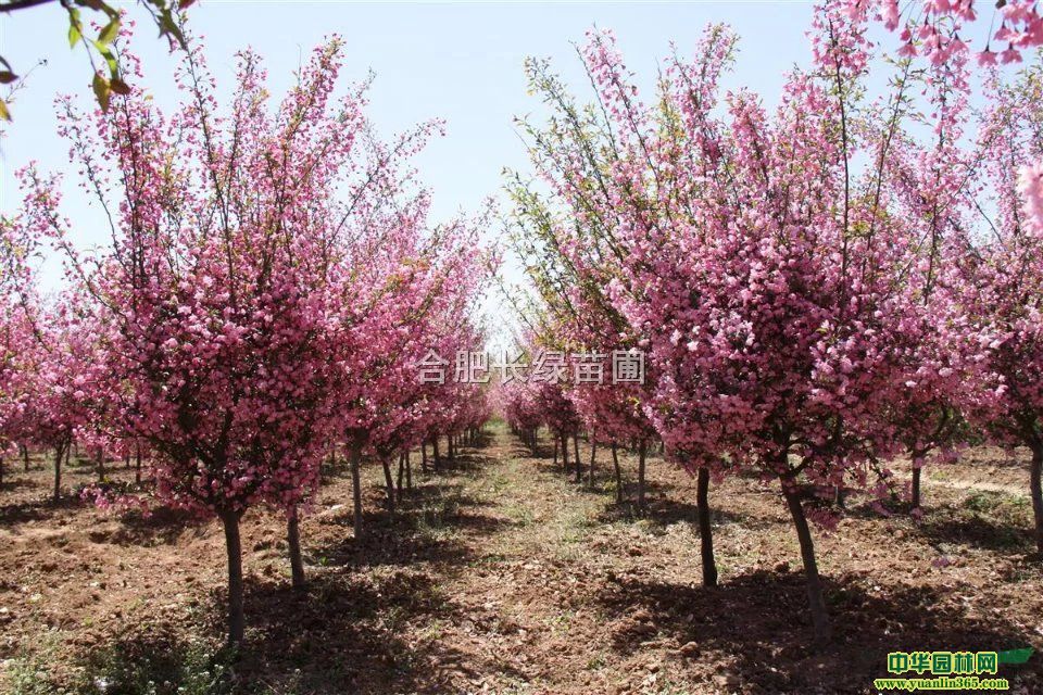 պϷʳ۴zĵ؏2-12փr񡢷zС