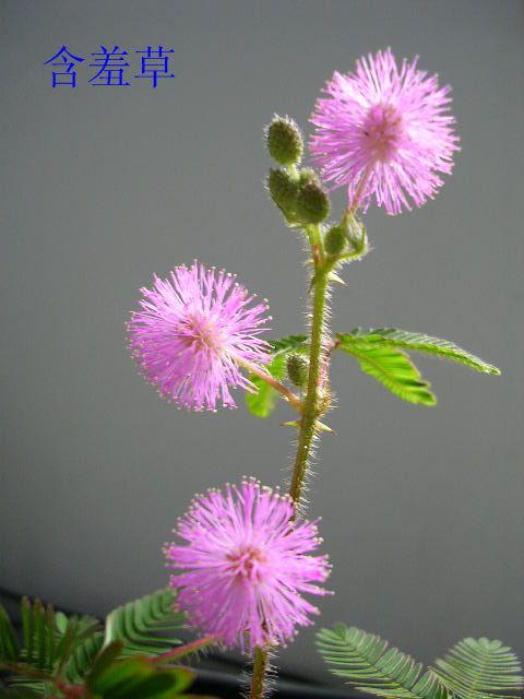 SβSβݡtʯ⡢AݡBN¼(100N)ȡ˽Ž~˽[m~{ݡt{ݡ