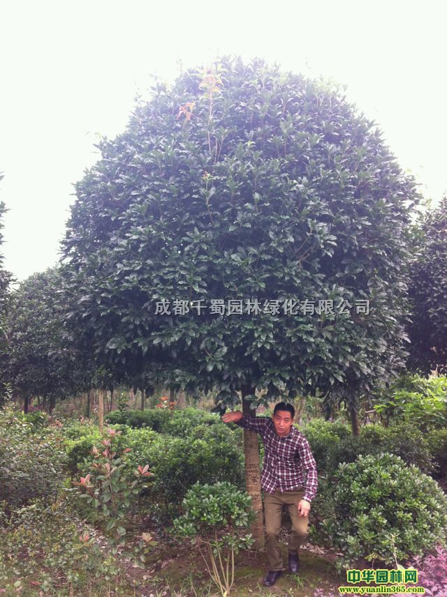 𻨻ع𻨹ľꖸߗU𻨻l(f)