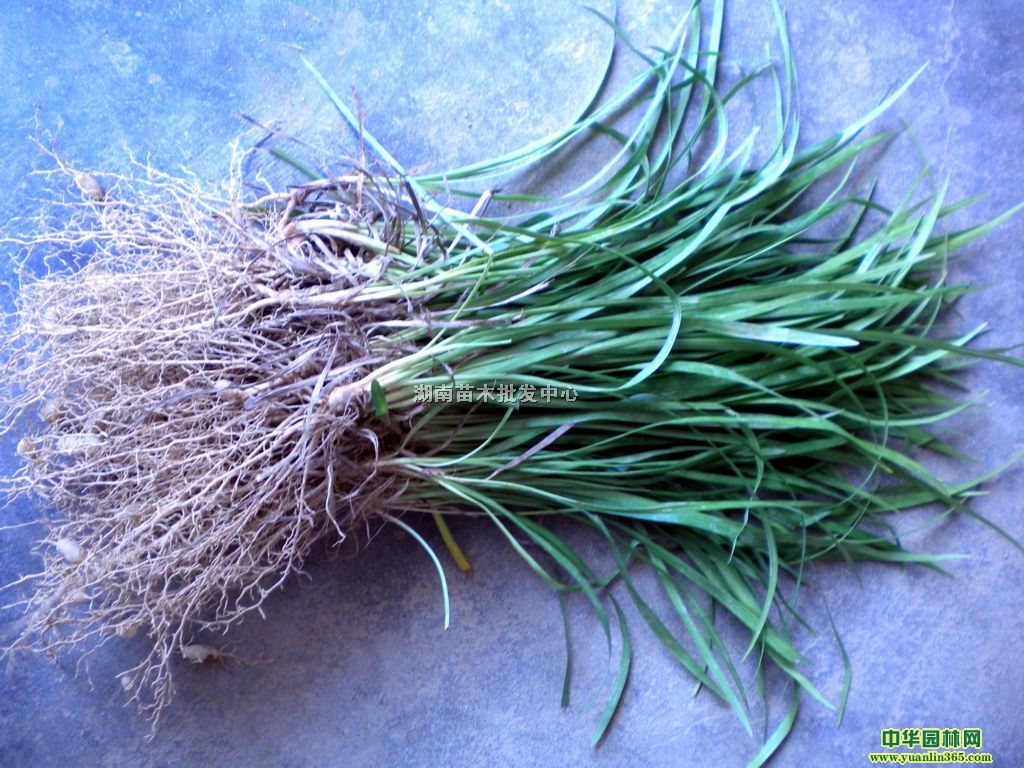 ϻľ֮l(xing)/Ʒľ//ƺ//ȹľ