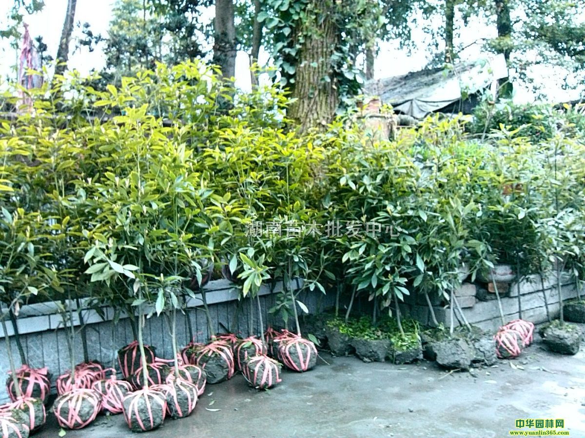 zľС硢С硢ˮС硢С