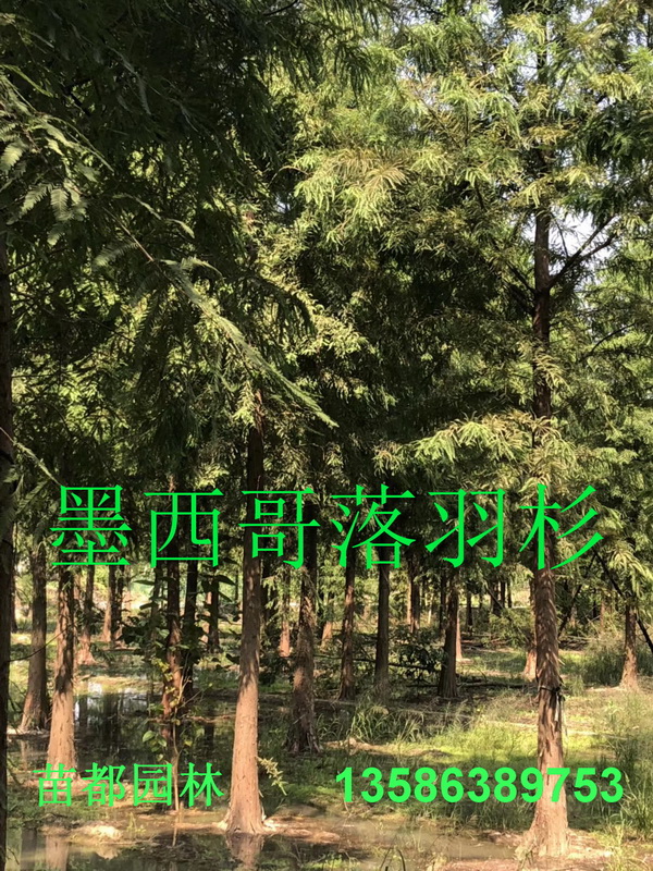 ӢľΘ䡢oӡɼɽɼɼˮɼľ