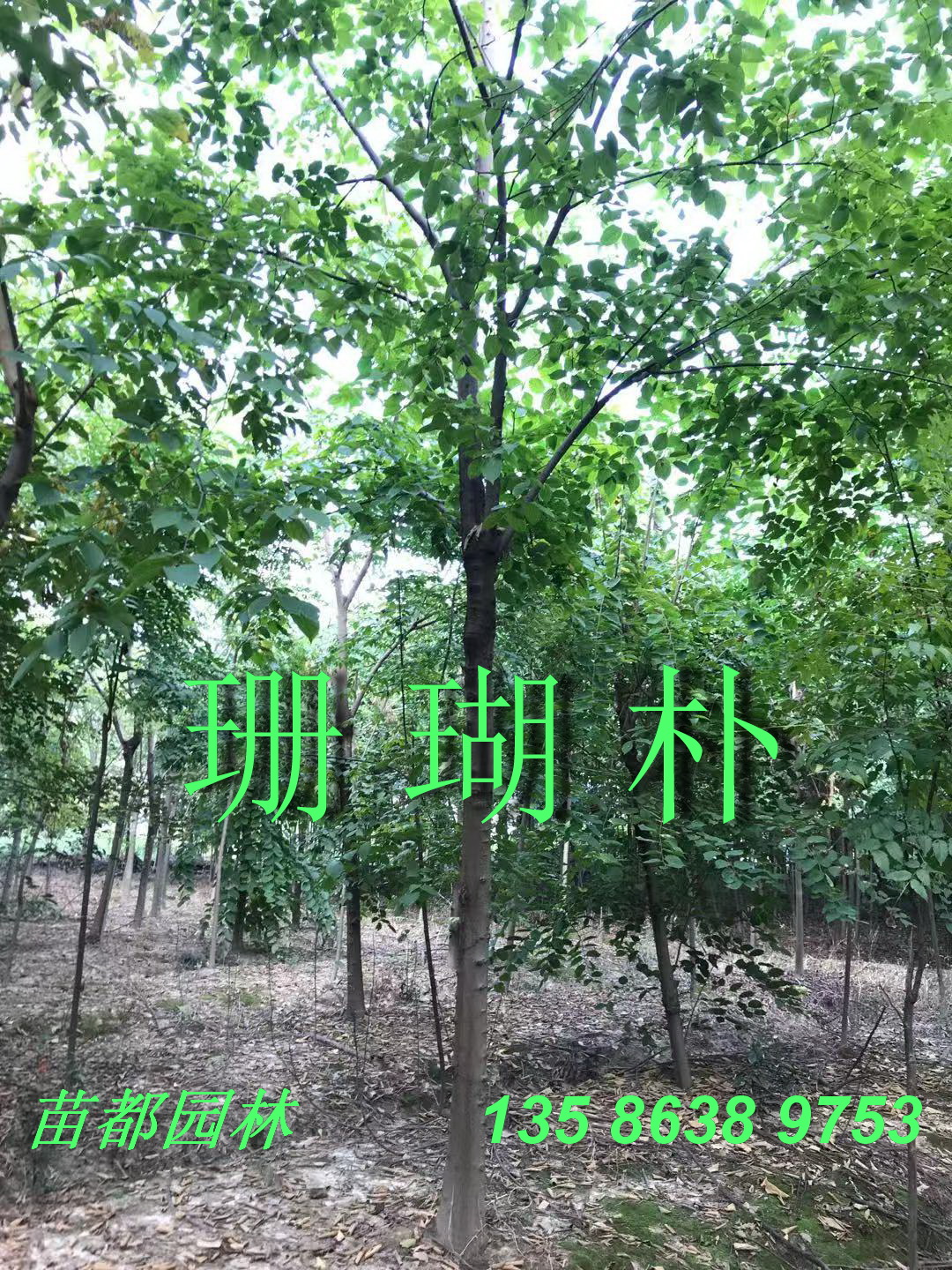 tΘ䡢ɺ㡢ɳ㡢ɼɼˮɼ䡢Ϛg