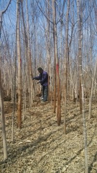 4ֽ~(f)~ʌĽ~(f)~ʻ4ֽ~(f)~