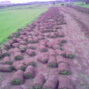 各種優質冷季型早熟禾草坪、高羊茅草坪、進口草籽、草花租擺、腐殖土、草坪專用肥