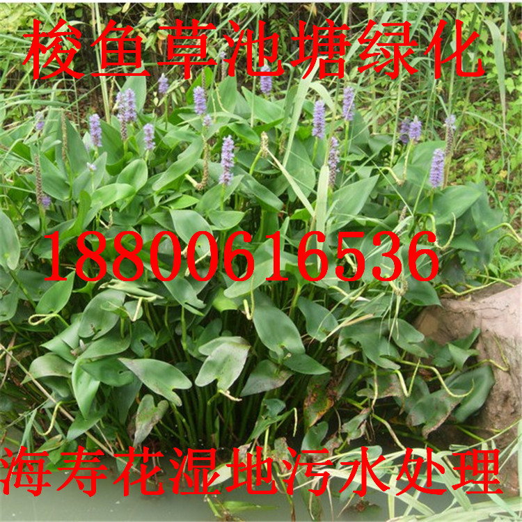 ~ݡˮGֲؾGˮܡۻ\ˮ쾰