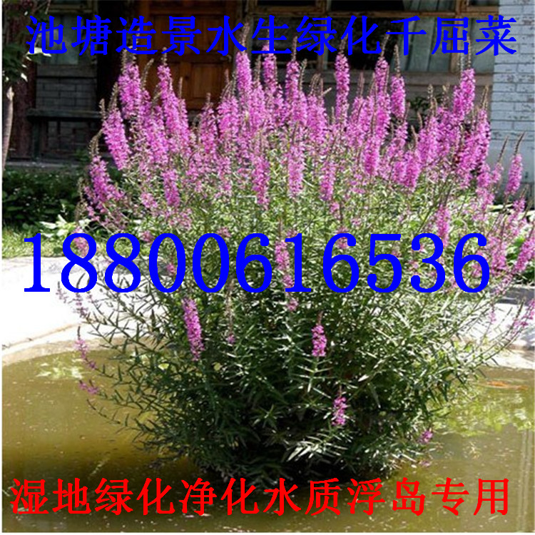 ǧ硢ˮֲˮw|硢F؛