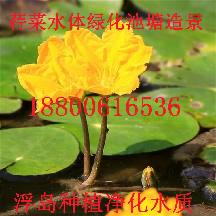 ֱNˮֲˮ|Gˮw󃞻ݚgӭxُ