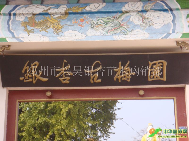 邳州市興昊銀杏苗木購銷部