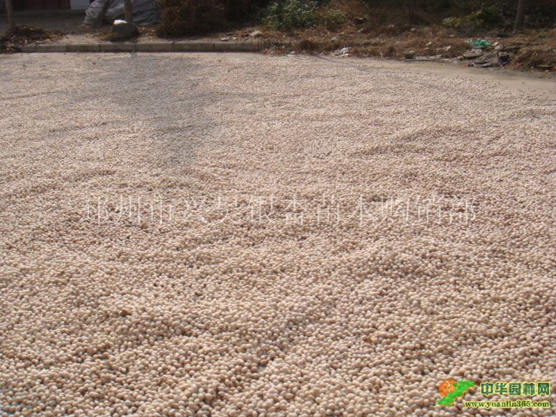 邳州市興昊銀杏苗木購銷部