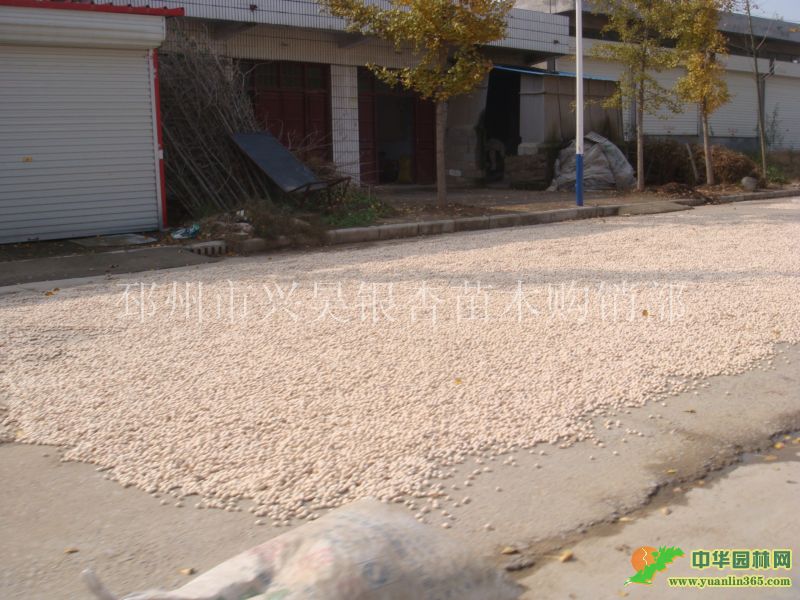 邳州市興昊銀杏苗木購銷部