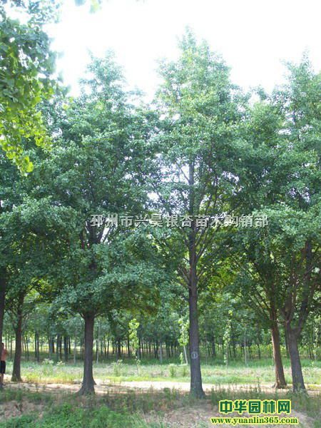 邳州市興昊銀杏苗木購銷部