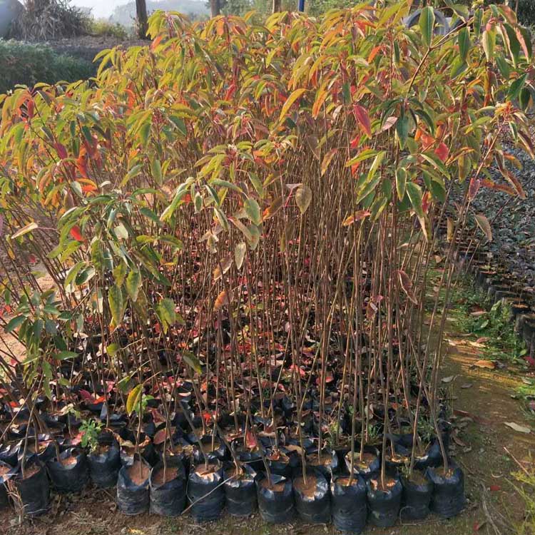 ɽ硢߶50ɽo硢ɽ걭