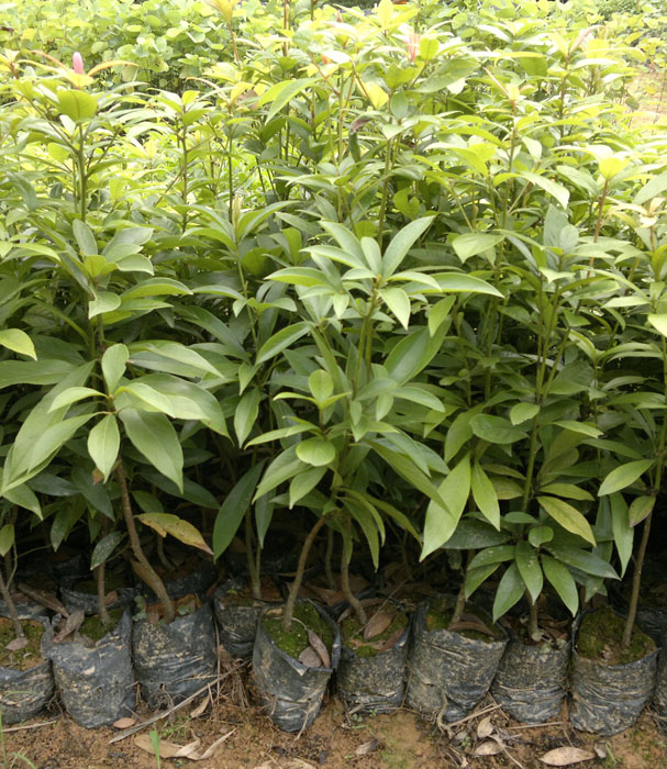 楠木袋苗、金絲楠袋苗、楨楠袋苗、楠木容器苗