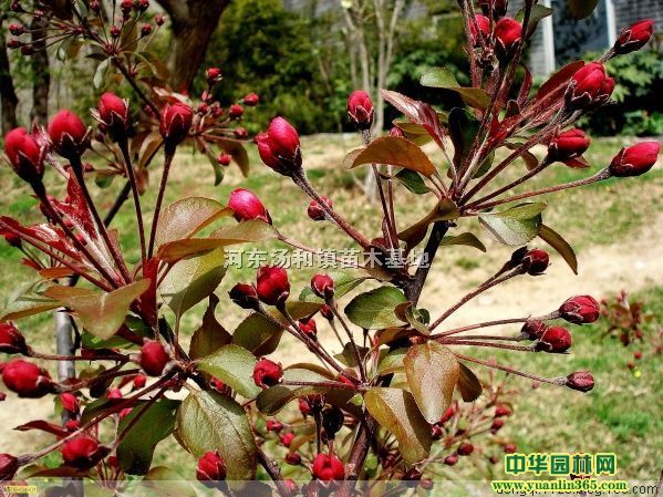 zttġtʯ