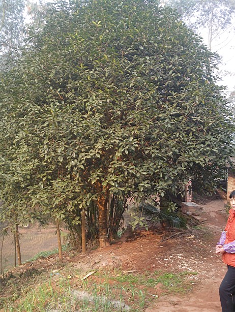 䡢䡢С~šSǘ䡢𻨡v