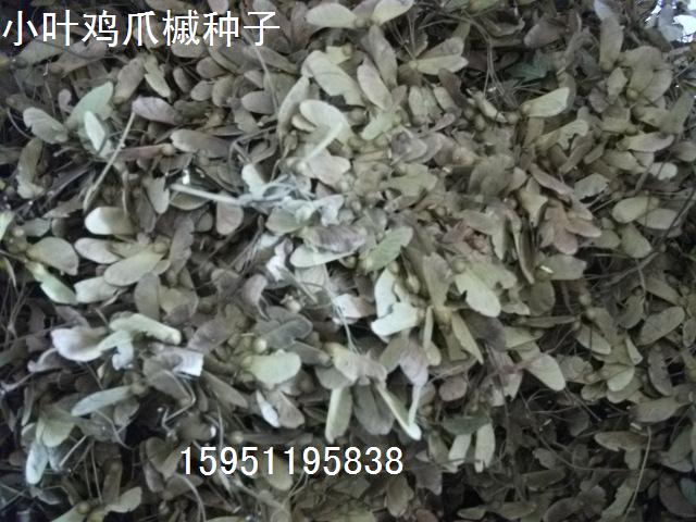 ϚgN۹NQӷN鬷NӡС~uצʷN