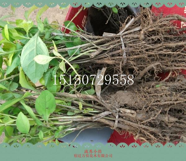 ѲϚgKСС硢ȰСС