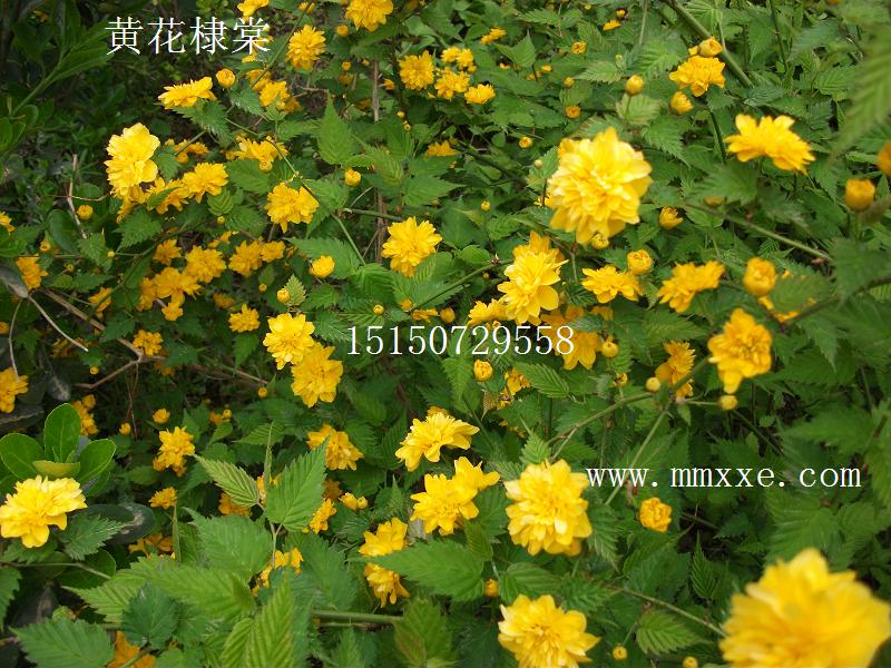 tС硢ѻС硢С硢С硢С