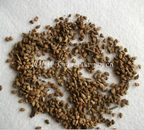 SNӡɷNٷNѻNyӷN