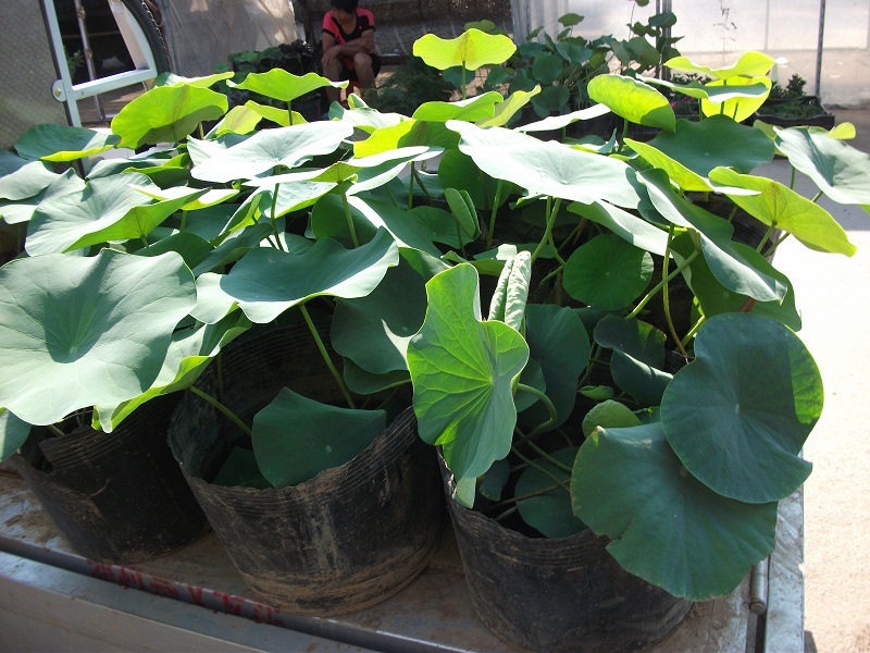 ɻ˯ɏNBNSѷNˮܽ