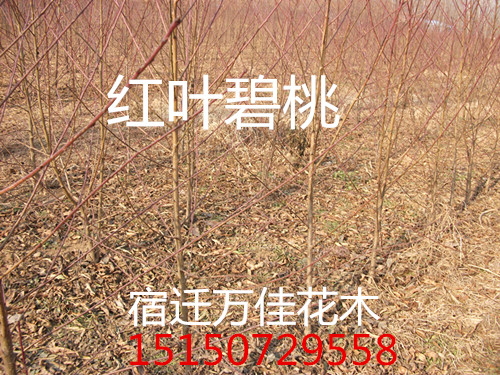 t~С硢~ҷNӡɽëҷN