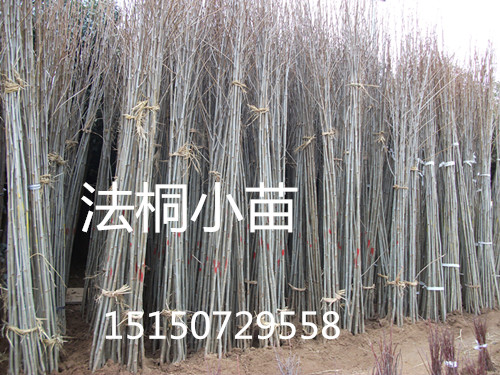 ͩС硢t~С硢ޱС硢GС硢~ŮؑС