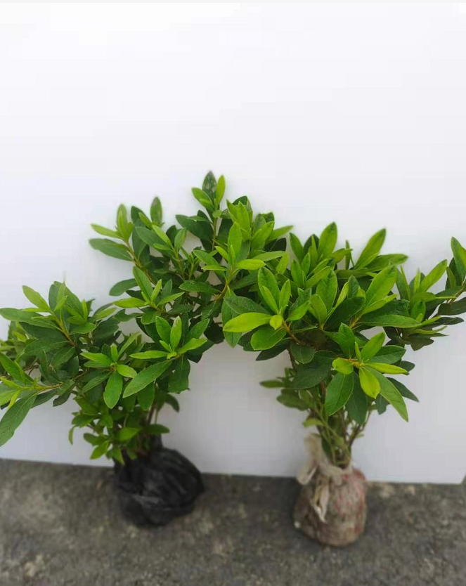 ëNNëNͥԺë껨繤̶N_