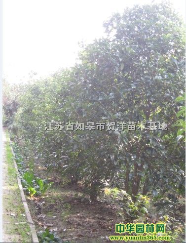 桂花樹p100cm-250cm