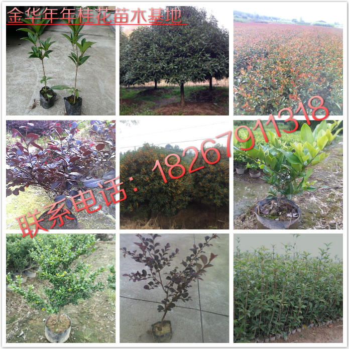 𻨡t~ʯ骡t^ľɭŮؑ׶ࡢ÷Ц