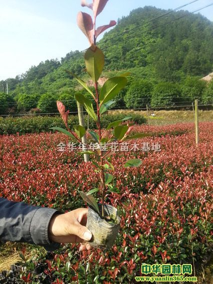 t~ʯ骡t~ʯС硢t~ʯ骘䡢t~ʯ