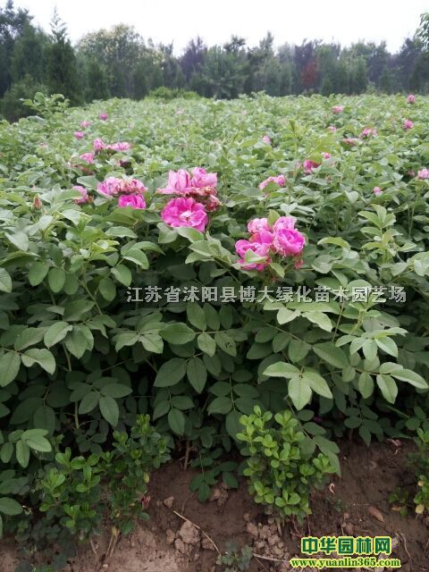 ļõ߶50-60-70-80ļõ廨ľ