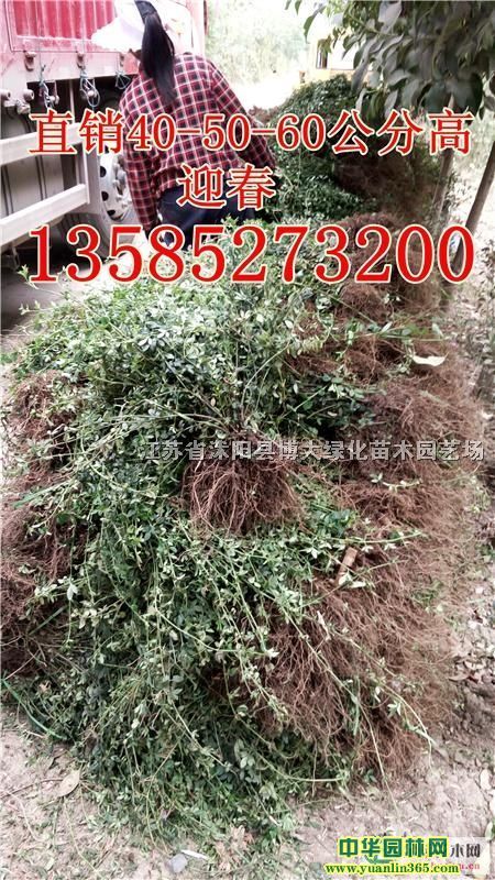 ӭ..tľBNz.z÷.С~ˮϞ