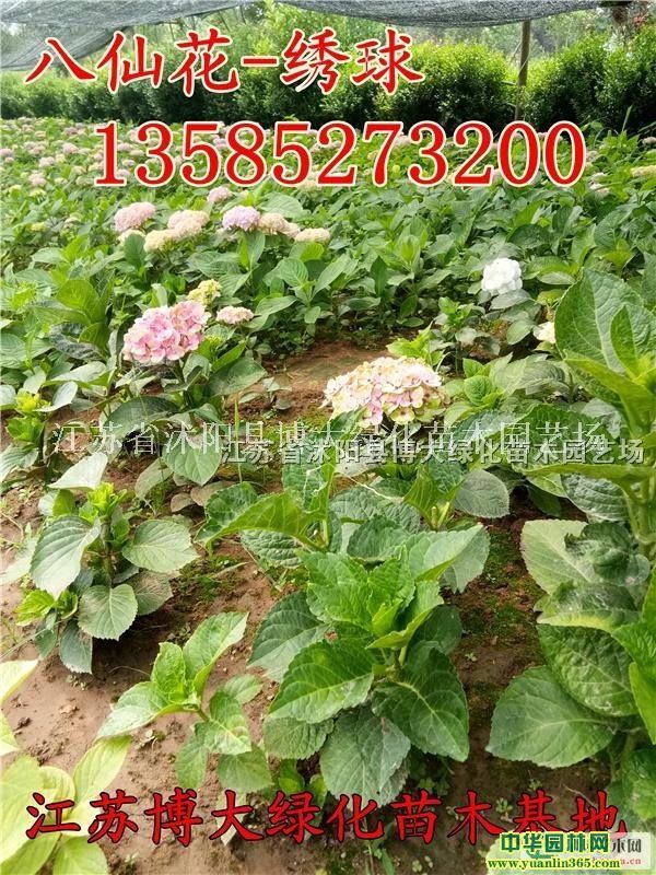 ɻr-C򻨃rDƬ߶40-50ְC򻨃r