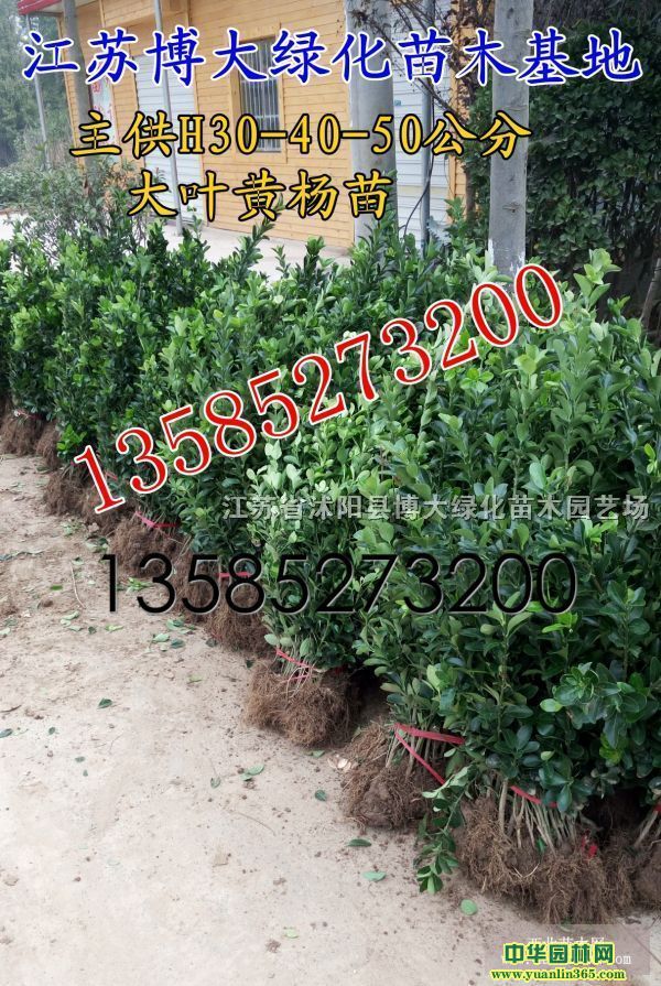 ~S߶40-50ִ~Sr~Sa