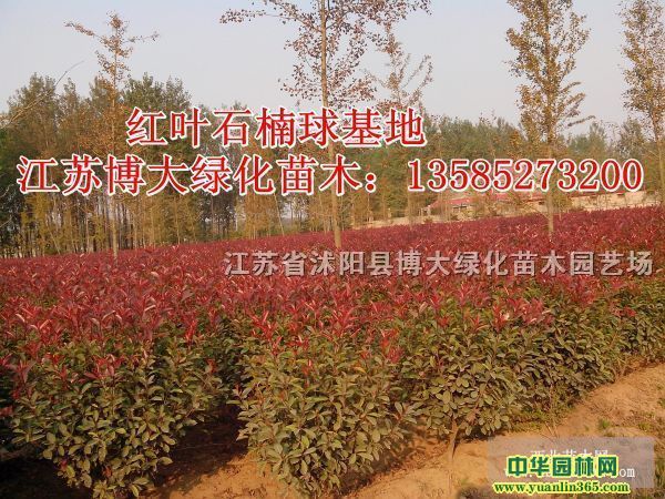 t~ʯ򡢴~S򡢺ͩ..t~С