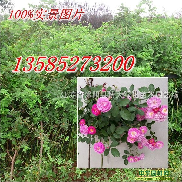 Nޱ߶50-70-80-100֡Nޱlr