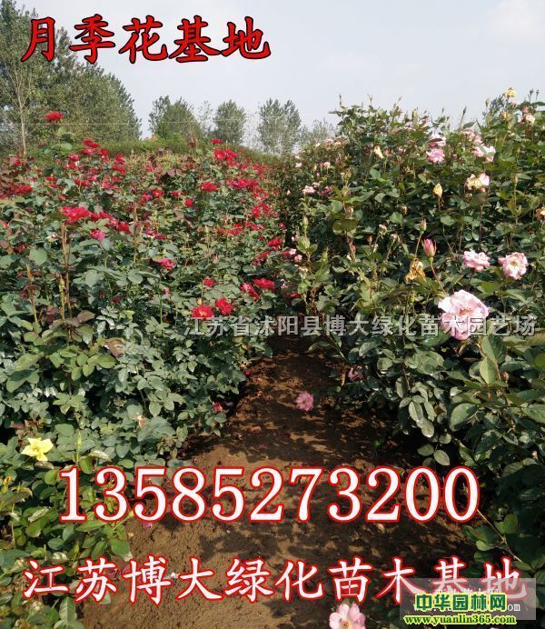 ¼硢.Sõ硢õ硢Nޱ硢l(wi)ì.