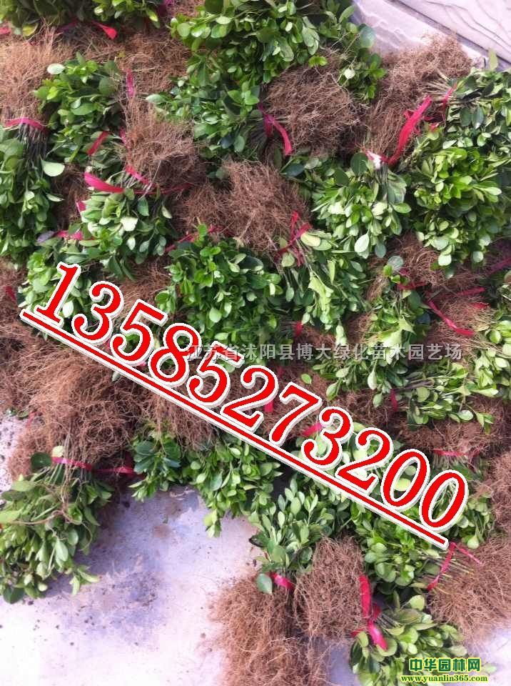 ~SС߶10-15֡С~Salr