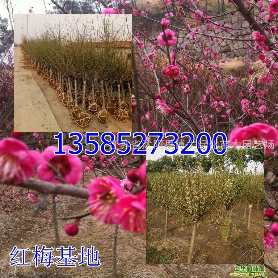 t÷G÷÷~÷÷÷D÷