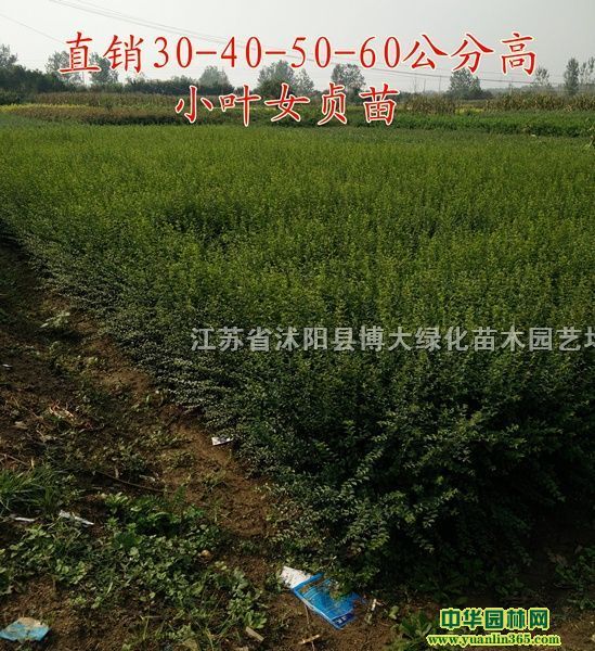 С~ŮؑɫKDƬ߶40-50С~ŮؑGh