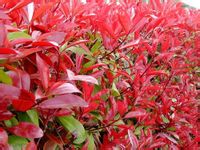 t~ʯ骡t~ʯ򡢼t~ʯС