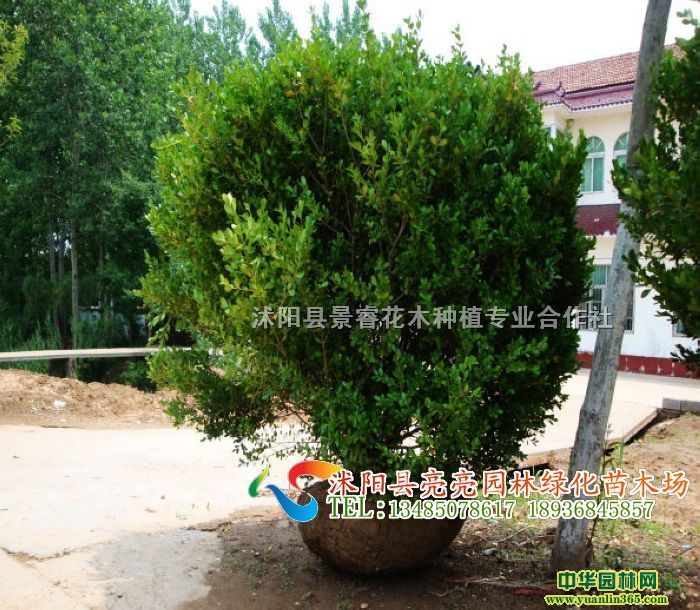 С~SSS򡢶SȾGľ