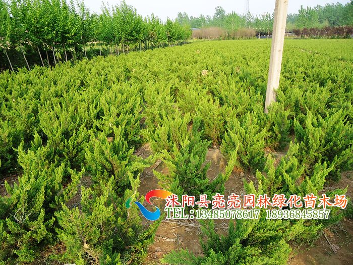 ߗUֱء޽صȾG